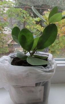 Рододендрон бузковий "Блю Тит" (Blue-tit) - фото 3