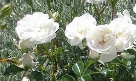 Троянда англійська "Біла сенсація" (саджанець класу АА +) вищий сорт - фото 4