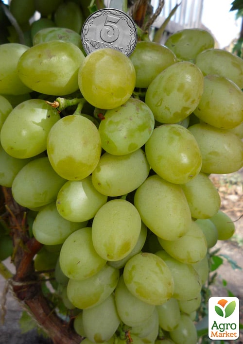 Виноград Княгиня Ольга (середній термін дозрівання, ягоди можуть зберігатися до Нового року без зміни смаку)
Виноград Княгиня Ольга (середній термін дозрівання, ягоди можуть зберігатися до Нового року без зміни смаку)