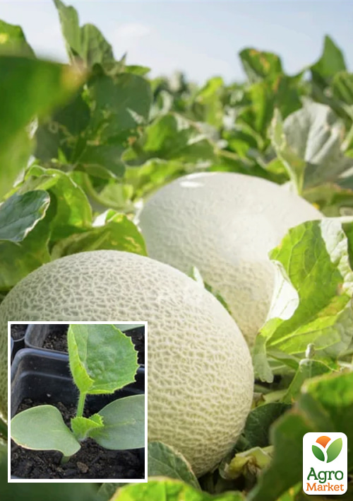 Розсада Диня «Карибський Кінг F1» (фермерське вирощування), 1 шт. в упаковці
Розсада Диня «Карибський Кінг F1» (фермерське вирощування), 1 шт. в упаковці