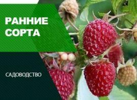 Ранні сорти малини - корисні статті про садівництво від Agro-Market