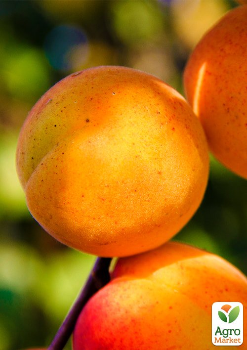 Абрикос Ветеран Севастополя (летний сорт, поздний срок созревания)
Абрикос Ветеран Севастополя (летний сорт, поздний срок созревания)