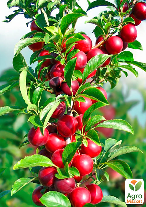 Алича Тетяна (літній сорт, середній термін дозрівання)
Алича Тетяна (літній сорт, середній термін дозрівання)