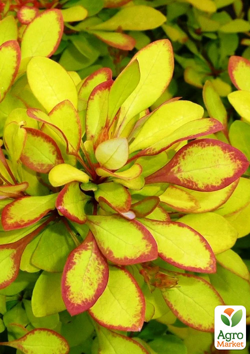 Барбарис Тунберга Limoncello (контейнер P9)
Барбарис Тунберга Limoncello (контейнер P9)