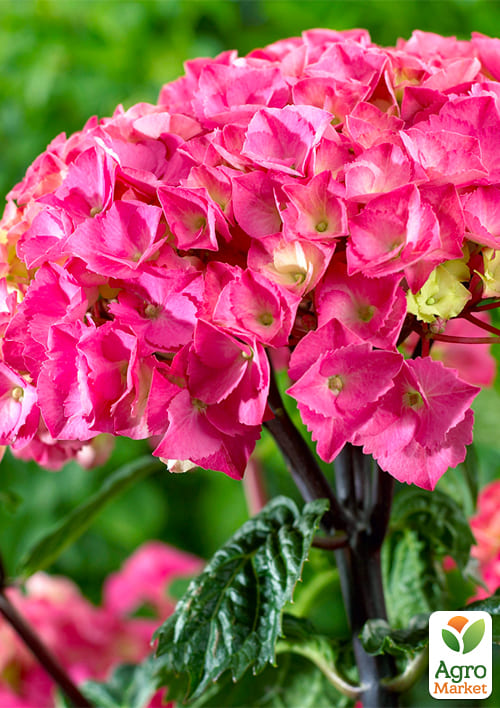 Гортензія крупнолистова Black Steel Flamingo вазон Р9
Гортензія крупнолистова Black Steel Flamingo вазон Р9