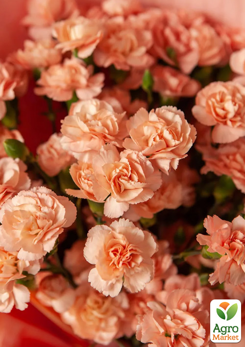 Гвоздика Махровая Colores Fina
Гвоздика Махровая Colores Fina