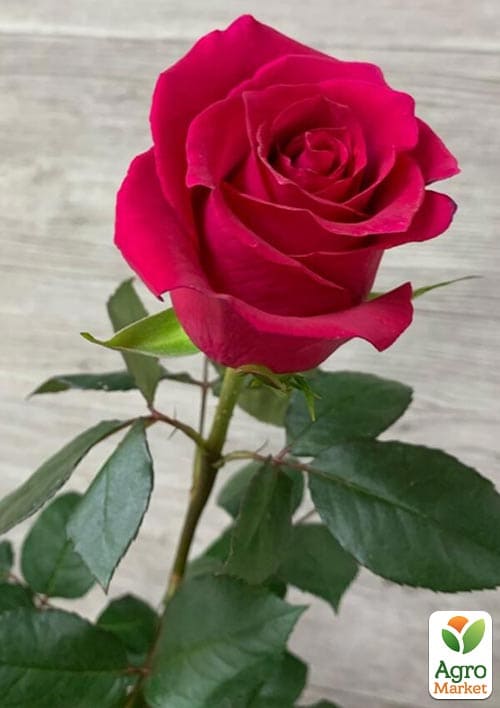 Троянда чайно-гібридна Gotcha (саджанець класу АА+) вищий сорт
Троянда чайно-гібридна Gotcha (саджанець класу АА+) вищий сорт