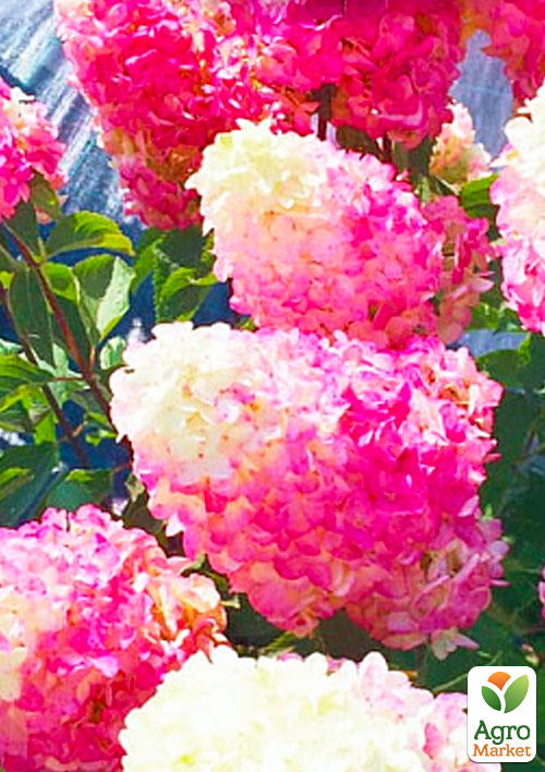 Гортензия метельчатая Фрайз мелба
Гортензия метельчатая Фрайз мелба