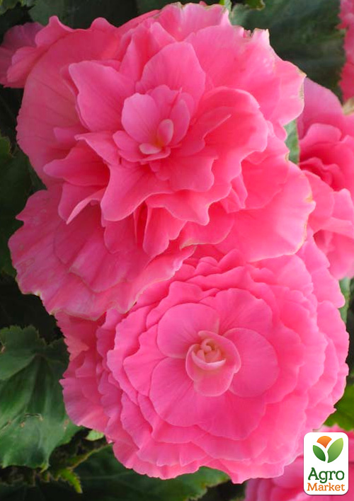Бегония махровая Non Stop Rose
Бегония махровая Non Stop Rose
