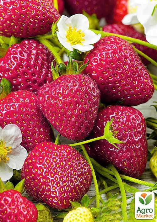 Эксклюзив! Клубника темно-вишневая Комета (Comet) 5 шт (премиальный высокоурожайный сорт)
Эксклюзив! Клубника темно-вишневая Комета (Comet) 5 шт (премиальный высокоурожайный сорт)