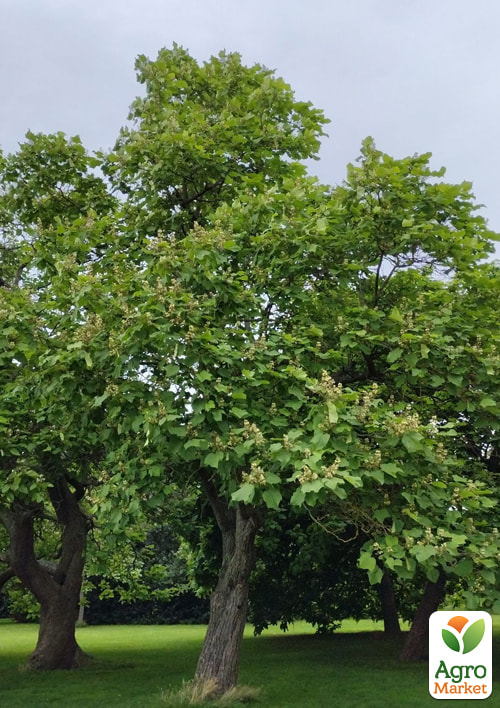 Катальпа китайська овальнолиста (Catalpa ovata), Р9
Катальпа китайська овальнолиста (Catalpa ovata), Р9