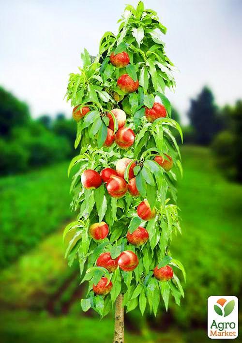 Эксклюзив! Нектарин колоновидный ярко-оранжевый с красным бочком Принц Уильям (Prince William) (премиальный среднеспелый сорт)
Эксклюзив! Нектарин колоновидный ярко-оранжевый с красным бочком Принц Уильям (Prince William) (премиальный среднеспелый сорт)