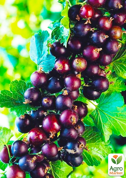 Йошта гібрид смородини-агрусу Бонн (ранній термін дозрівання)
Йошта гібрид смородини-агрусу Бонн (ранній термін дозрівання)