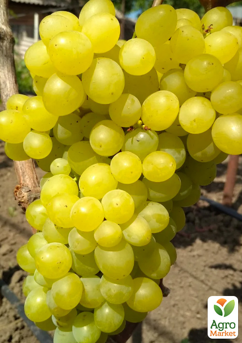 Виноград Цимус (кишмиш, сладкая, с цитрусовыми тонами ягода сверхраннего срока созревания)
Виноград Цимус (кишмиш, сладкая, с цитрусовыми тонами ягода сверхраннего срока созревания)