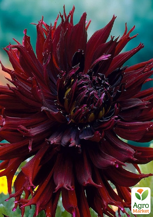 Георгина Kenora Macop-B
Георгина Kenora Macop-B