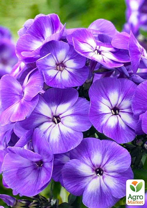 Флокс многолетний Laura 1шт в упаковке
Флокс многолетний Laura 1шт в упаковке