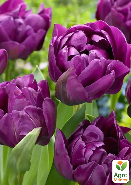 Тюльпан Negrita Double
Тюльпан Negrita Double