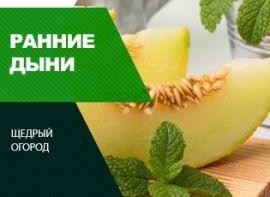 Ранні сорти динь - корисні статті про садівництво від Agro-Market