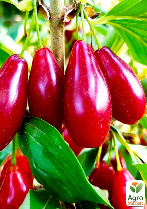 Эксклюзив! Кизил темно-красный Радость (Joy) (премиальный крупноплодный сорт, раннего срока созревания)
Эксклюзив! Кизил темно-красный Радость (Joy) (премиальный крупноплодный сорт, раннего срока созревания)