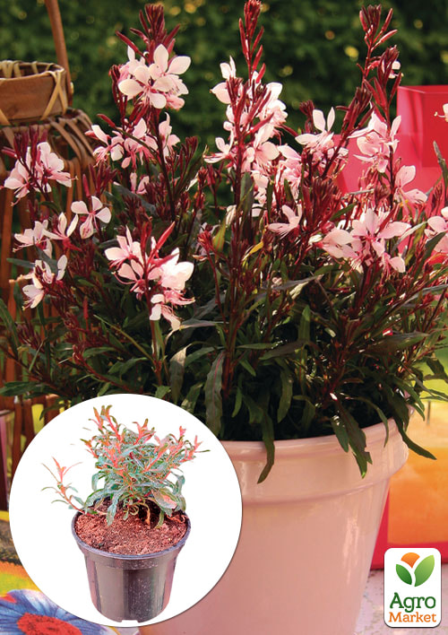 Гаура lindheimeri Medium Pink (вазон С1.5, эффектный многолетник)
Гаура lindheimeri Medium Pink (вазон С1.5, эффектный многолетник)
