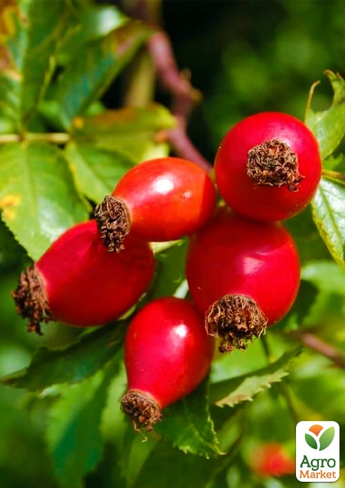 Эксклюзив! Шиповник ягодный бесшипный Тигровый глаз (Eye of the tiger) (поливитаминный, крупноплодный, морозоустойчивый сорт)
Эксклюзив! Шиповник ягодный бесшипный Тигровый глаз (Eye of the tiger) (поливитаминный, крупноплодный, морозоустойчивый сорт)