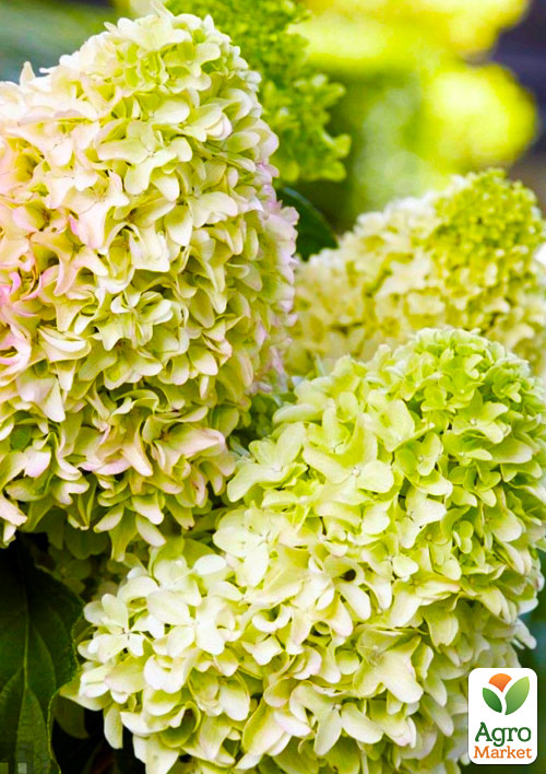 Гортензия метельчатая «Little Spooky»
Гортензия метельчатая «Little Spooky»