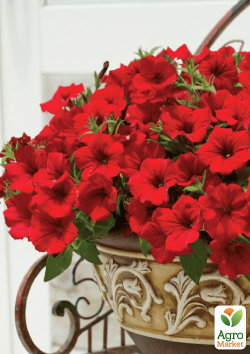 Петуния Alpetunia Velvet Red (контейнер №10, высота 10-15см)
Петуния Alpetunia Velvet Red (контейнер №10, высота 10-15см)