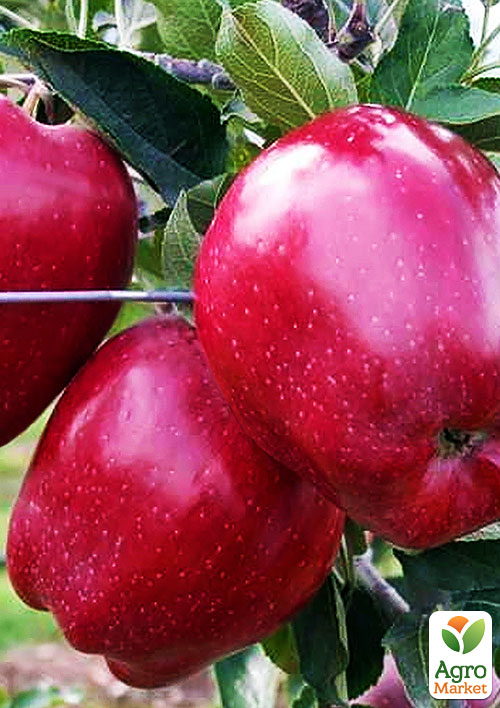 Яблуня Супер Чіф (зимовий сорт, пізній термін дозрівання)
Яблуня Супер Чіф (зимовий сорт, пізній термін дозрівання)