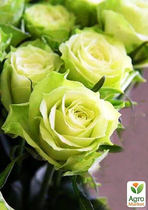 Роза чайно-гибридная Зеленая планета (саженец класса АА+) высший сорт
Роза чайно-гибридная Зеленая планета (саженец класса АА+) высший сорт