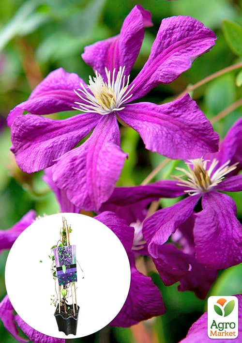 LMTD Клематіс 2-х річний Etoile Violette (висота 40-60 см)
LMTD Клематіс 2-х річний Etoile Violette (висота 40-60 см)