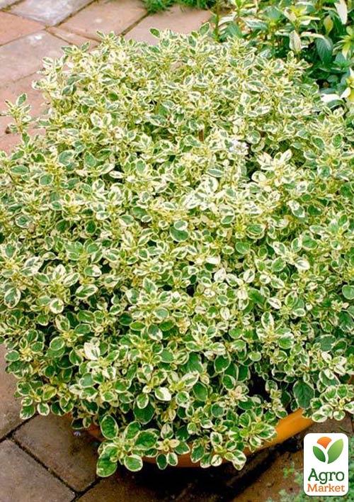 Орегано Panta
Орегано Panta