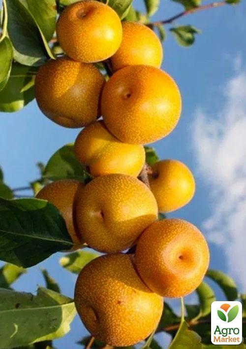 Азіатська груша Хосуі Ексклюзив
Азіатська груша Хосуі Ексклюзив