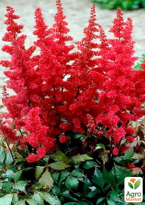 Астильба Fanal
Астильба Fanal