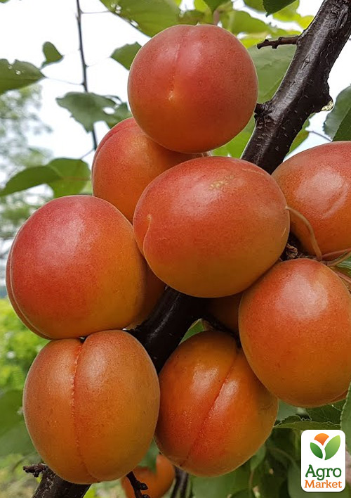 Абрикос Прімаріс (великоплідний, ранній термін дозрівання)
Абрикос Прімаріс (великоплідний, ранній термін дозрівання)