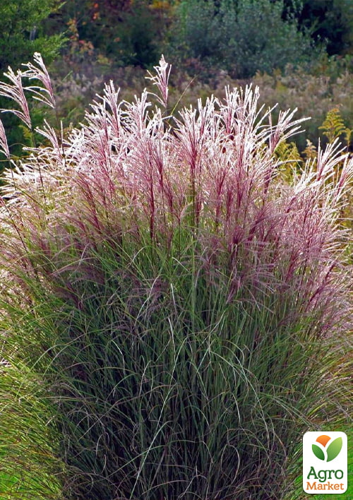 Мискантус китайский Morning light С2
Мискантус китайский Morning light С2