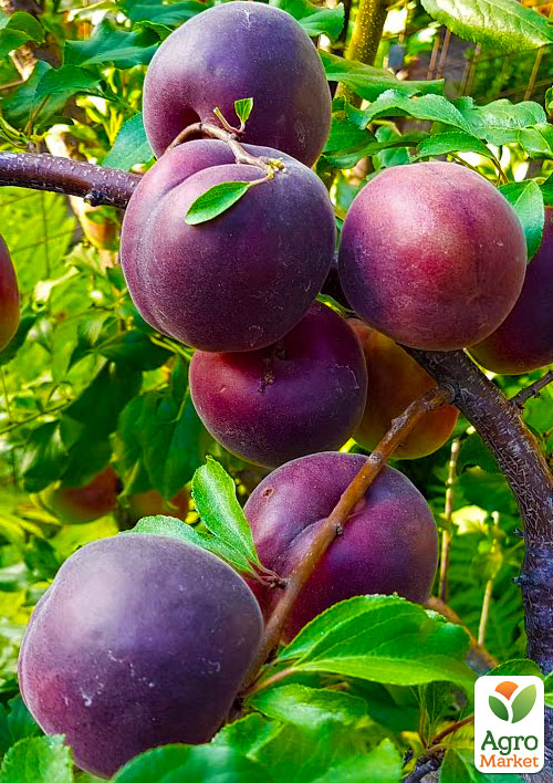 Эксклюзив! Абрикос фиолетово-черный Настоящий гурман (Real gourmet) (премиальный гибридный сорт, обладает высокой лежкостью)
Эксклюзив! Абрикос фиолетово-черный Настоящий гурман (Real gourmet) (премиальный гибридный сорт, обладает высокой лежкостью)