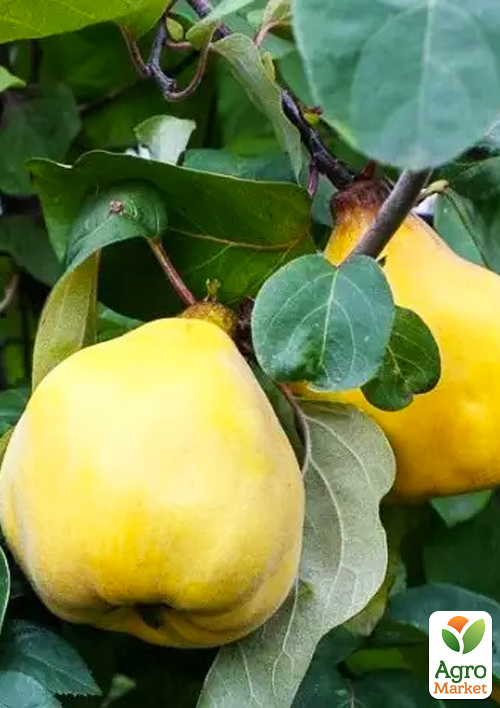 Айва грушоподібна Румо (осінній сорт, середній термін дозрівання)
Айва грушоподібна Румо (осінній сорт, середній термін дозрівання)