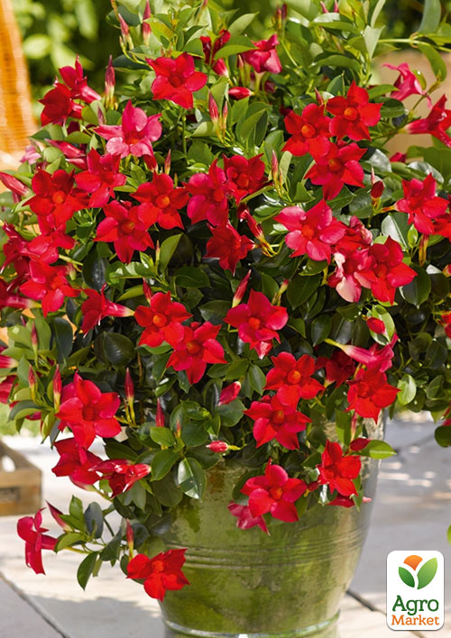 Диплодія (Mandevilla) Rio Deep Red (квітуча ліана)
Диплодія (Mandevilla) Rio Deep Red (квітуча ліана)