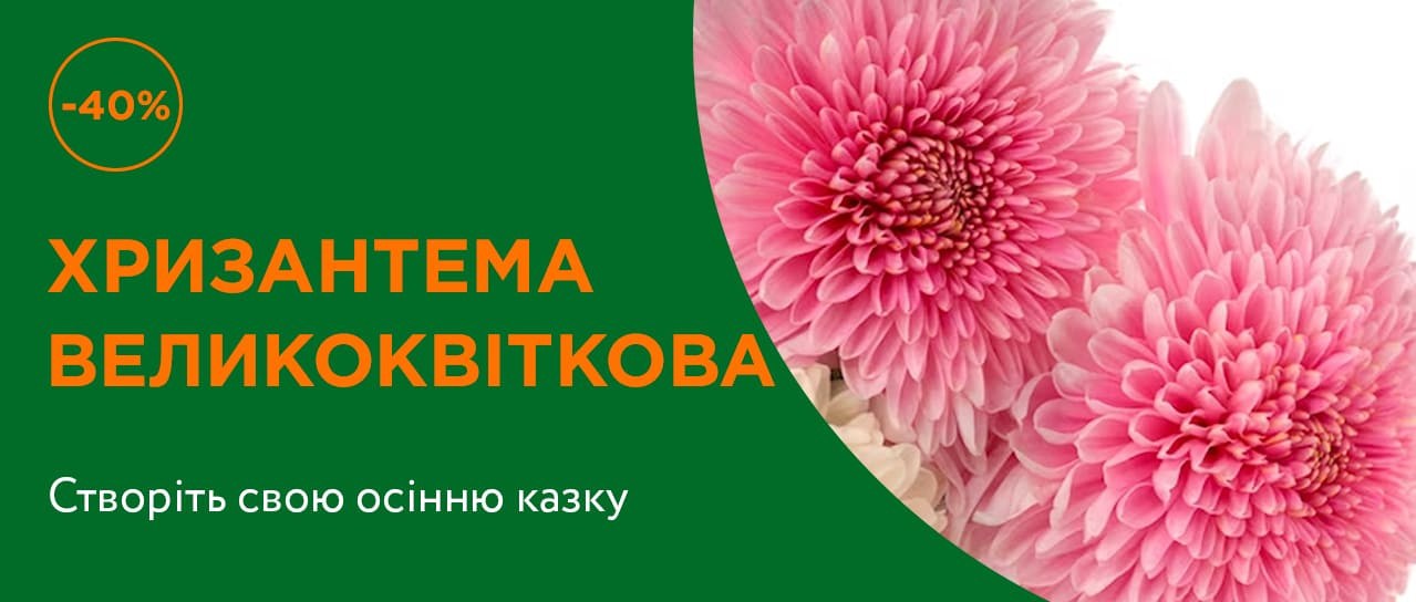 Хризантема великоквіткова -40%!