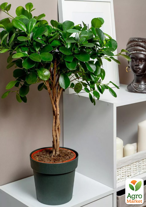 LMTD Фикус Микрокарпа Moclame переплетенный ствол (высота 25-35см)
LMTD Фикус Микрокарпа Moclame переплетенный ствол (высота 25-35см)
