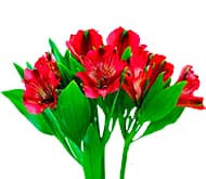 Альстромерия Альстромерия