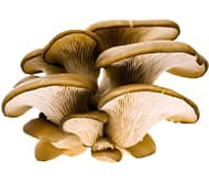 Міцелій гливи