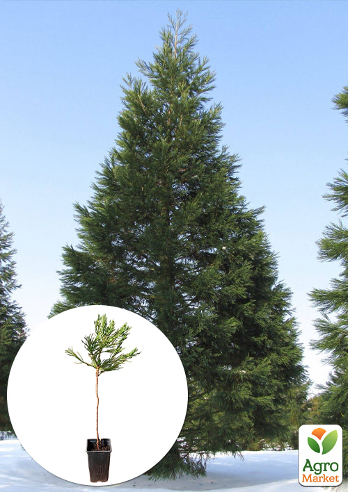 Секвойядендрон гигантский Wellingtonia С3, высота 45-55см
Секвойядендрон гигантский Wellingtonia С3, высота 45-55см