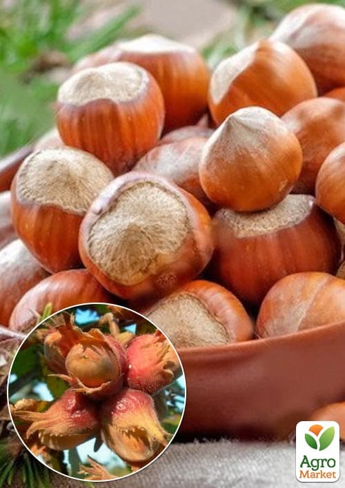 Фундук на штамбе обыкновенный Contorta высота 1,2-1,4м
Фундук на штамбе обыкновенный Contorta высота 1,2-1,4м