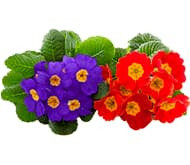 Примула Примула