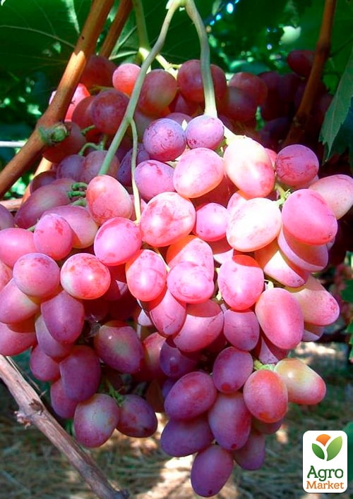 Виноград Симпатия (средний срок созревания, стабильный высокий урожай - более 6 кг с одного куста)
Виноград Симпатия (средний срок созревания, стабильный высокий урожай - более 6 кг с одного куста)