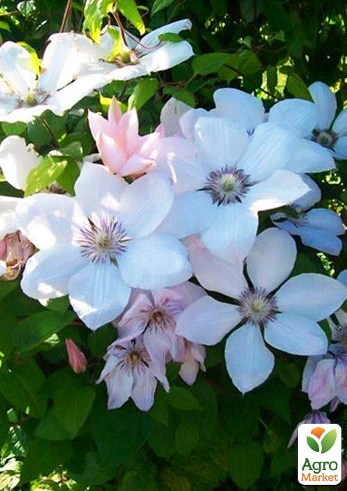 Клематис Pope Jan Pawel 2
Клематис Pope Jan Pawel 2