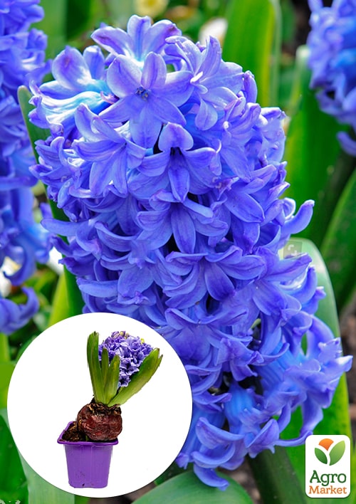 Гиацинт General Koehler (Нидерланды)
Гиацинт General Koehler (Нидерланды)