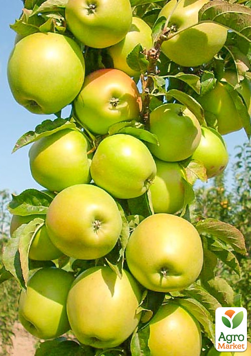 Яблуня колоновидна «Дюймовочка» (морозостійкий сорт, середній термін дозрівання)
Яблуня колоновидна «Дюймовочка» (морозостійкий сорт, середній термін дозрівання)