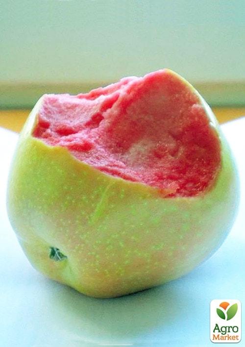 Яблоня Пинк Перл (осенний сорт, средний срок созревания)
Яблоня Пинк Перл (осенний сорт, средний срок созревания)